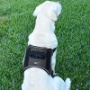 Dogline Quest Multi-Purpose No Pull Dog Harness