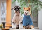 Touchdog 'Modress' Fashion Designer Dog Sweater and Dress