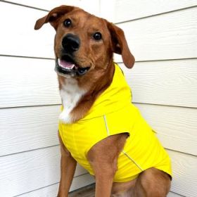 Slicker Raincoat with Striped Lining - Yellow (DoggieDesign Size: X-Small)