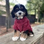 Soft Plush Pullover - Burgundy (DoggieDesign Size: X-Small)