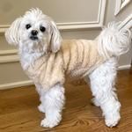 Soft Plush Pullover - Cream (DoggieDesign Size: X-Small)